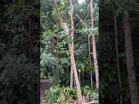 My Cat Became KING of the Backyard Jungle (He Won't Come Down!) #cat #catlover #catvideos #cats