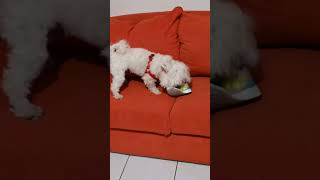 Μεγάλη μάχη .........#Παιγνίδι #funnyvideo #dog playing