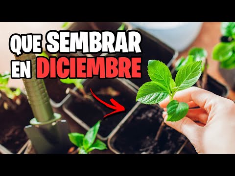 Que Sembrar en DICIEMBRE y las TAREAS del MES 🌱 Calendario de Siembra 2024 | La Huerta de Ivan