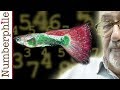 Numerical Cognition in Fish and Humans