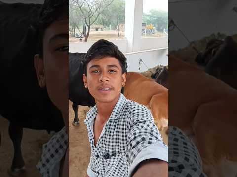 Farm House Pa Cow Rak De🐄#minivlog#viralshort#shorts#trendingshorts#farmhouse#cow