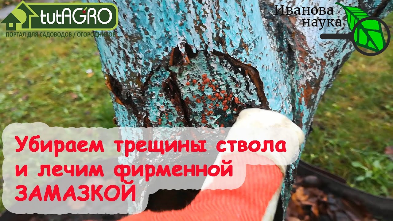 Лечение трещин на стволе дерева. Схема лечения трещин коры для полного восстановления урожая плодов.