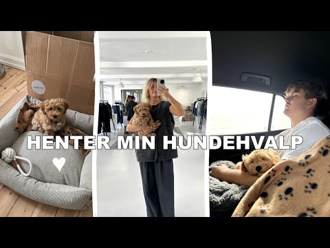 HENTER MIN HUNDEHVALP & de første dage med ham