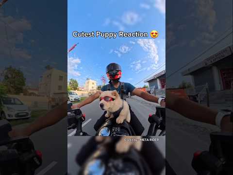 Cute puppy ki first Ride zx10r pe 😍 #shortsfeed #puppy #bikelover #motovlog #motorcycle #ytshorts