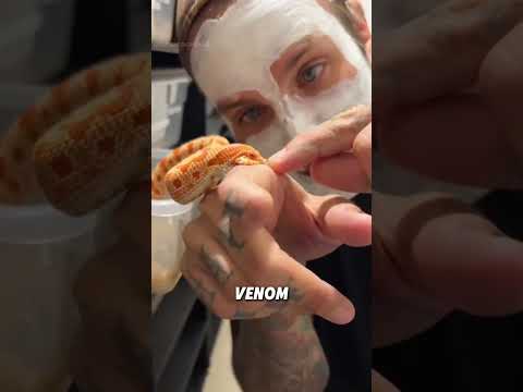 Hognose snake that plays dead#animals #funnyanimal #funny #hognosesnake