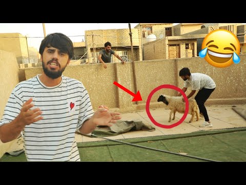 سرقنه الطلي مال كرار اخوي من فوق السطح شوفو شصار