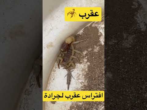 افتراس عقرب لجرادة #scorpion #shorts #like #العراق #سبسكرايب #animals #مصر #الجزائر #العرب