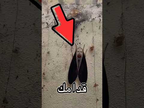 لو شفت المخلوق دا اهرب فورا