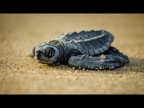 Baby Turtle Nesting Arribada in Costa Rica!