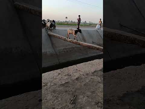 شوف الماعز والاغنام بتاع ازاي