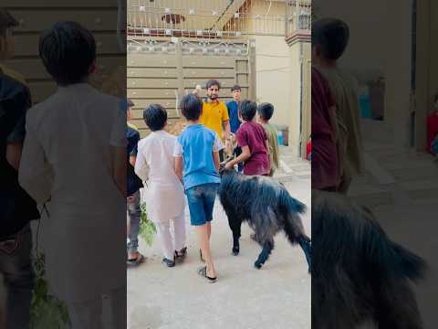 Ap nai kitny ka Bakra Liya?๐ค| #youtubeshorts #comedy #funny #bakraeid #trending