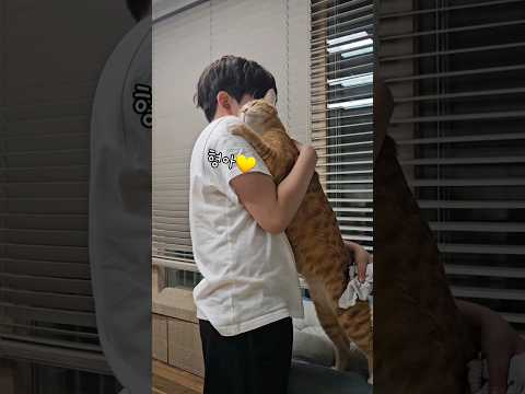 각자만의 방식으로 반기는 고양이들 #개냥이 #고양이 #고양이애교
