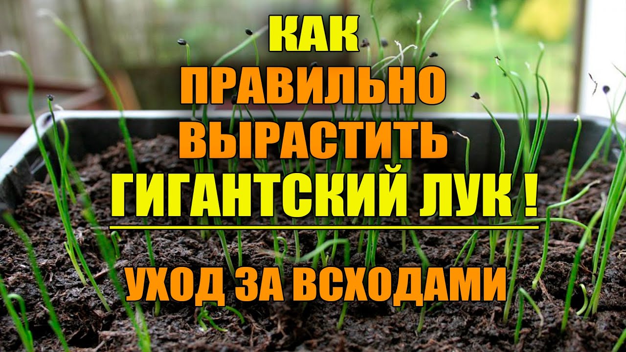 Сделайте это с луком сразу после появления всходов