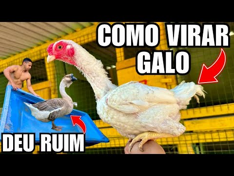 Transformando frango em Galo | Arrumando Lagos dos Gansos | Aves Recriar