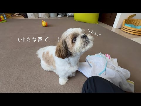 【シーズー】朝から絶好調なので覚えたての新ワザ披露しちゃうよー♪【犬Vlog】