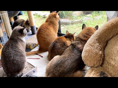 柴犬パパがあの場所へ行くと次から次へと猫たちが集まって賑やか空間になりました