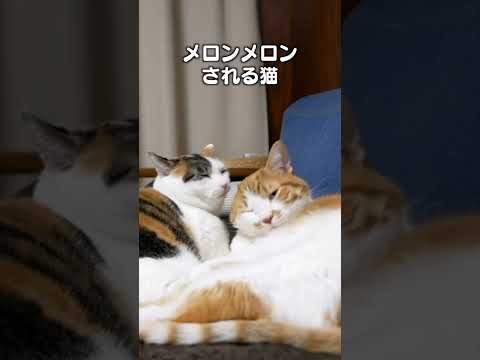 多頭飼い猫向けのあるあるソング特集 サムネイル