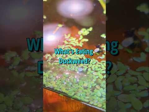 I no longer think the duckweed can survive 