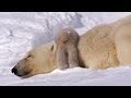 Arctic Wildlife and Environmental Challenges
