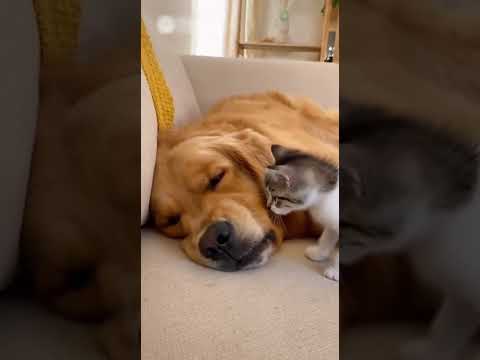 Kitten Slaps Big Dog’s Face… But What Happens Next Will Melt You ❤️ 子猫が大きな犬の顔をペチッ…その後の展開に心がとろける。