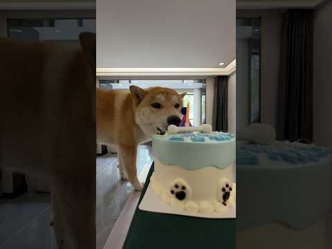 Surprise Party for My Shiba Inu pt 1