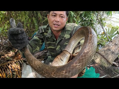 Bẫy Rắn Hổ Sau Mấy Ngày – Trúng Đậm Quá Bà Con Ơi