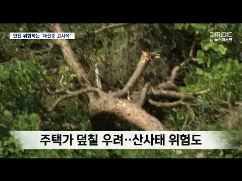R] 도로·철도 덮칠라..안전 위협하는 '재선충 고사목'