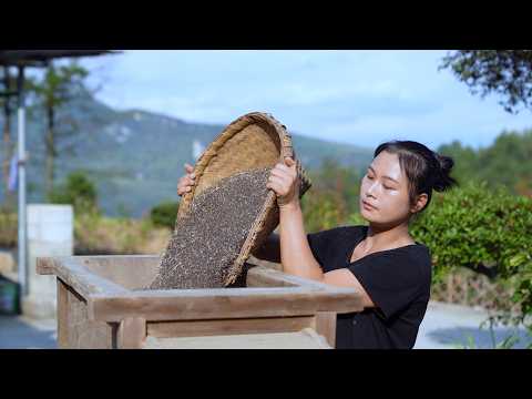 From Seed to Oil! The Most Tranditional Way to Extract Rapeseed Oil!