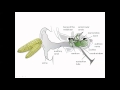 Understanding Ear Function and Hearing
