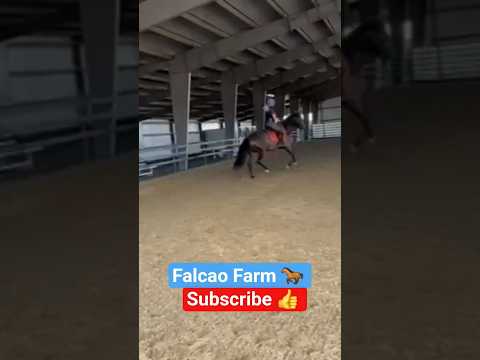 OREO LEARNING 📚 #horse #equestrian #shorts #short #beautiful #sport #animals #education #learning