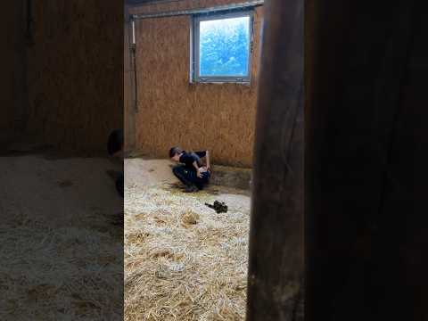 Kennst du diese Augenblicke? 😅😂 #pferd #horse #reiten #equestrian #pferde #pony #allgäu #funny
