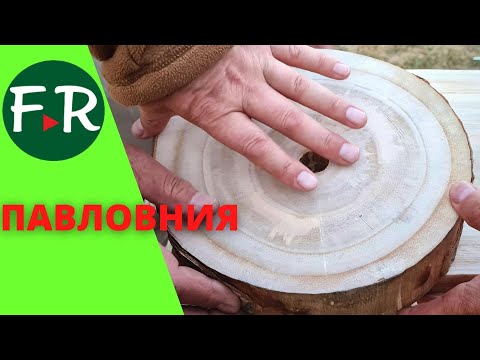 Огромная плантация павловнии на Иссык-Куле. Бизнес на лесе. Спилили, а он вырос. Где тут подвох?