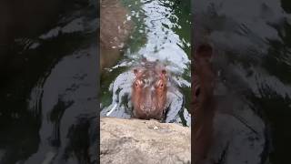 Baby hippo star ✨🦛♥️