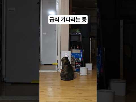 밥 나오는 소리만 기다리는 중 Just Waiting for That Magical Food Sound