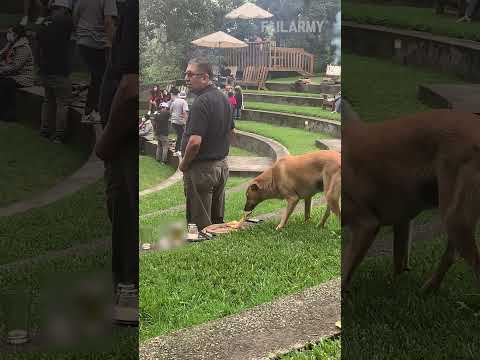 Dog Grabs Pizza While Person Watches Concert