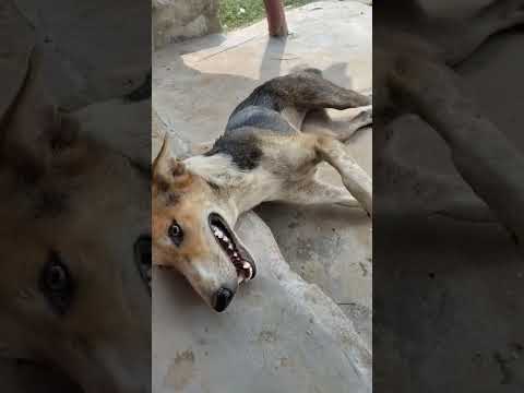 kutta ka #video dekhkar maja a jaega aap log dekhenge #short video 🐶dekhe maja a jaega 🐕