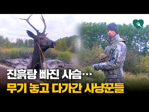 진흙탕 빠진 사슴···무기 내려놓고 다가간 사냥꾼들