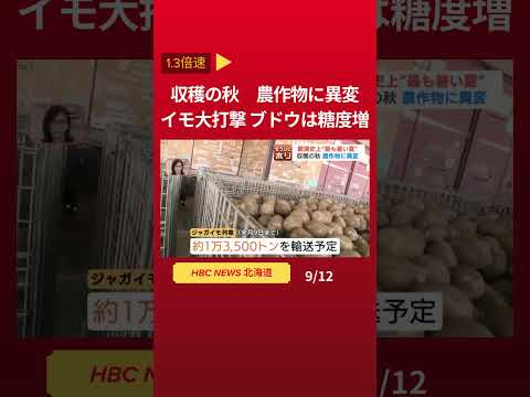 収穫の秋 猛暑で農作物に異変 イモは大打撃、ブドウは糖度増👆フル動画はこちら #shorts #北海道 #ニュース