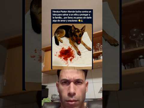 Heroico pastor alemán enfrenta a un lobo para salvar a un niño y proteger a su familia 🙏🐾❤️