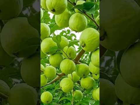 how to agriculture #fruit #fruitcutting #food #satisfying #gardening #farming #pepperspray