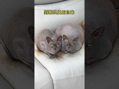 Sphynx cat ruined owner's sofa
