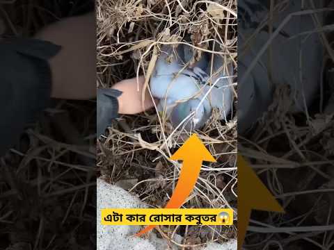 এটা কার রোসার কবুতর😱 #shorts #shortsfeed #pigeon #kobutor #kabutar