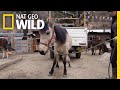Prosthetic Fitting and Animal Behavior