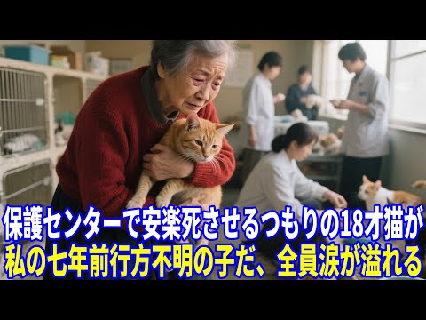 保護センターで安楽死させるつもりの１８才猫が、私の七年前行方不明の子だ、全員涙が溢れる