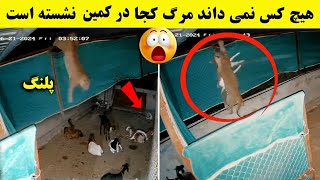 لحظات عجیبی ضبط شده از حیوانات که هوش از سر می برد (قسمت - 18)
