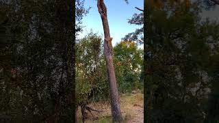 Leopard Cub Thinks Fast to Escape Hyena!