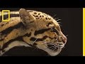 Photographing Big Cats Insights