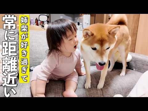 いつも優しい柴犬が大好きすぎて距離感ゼロな1歳娘がこちらですwww