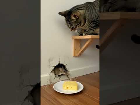 The Cat Set a Trap… Will the Mouse Fall for It? 🧀🐱🐭 #catshorts #loopvideo