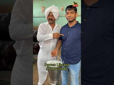 Pawan Lijwana Dairy Farm #ajaybindroli #status
